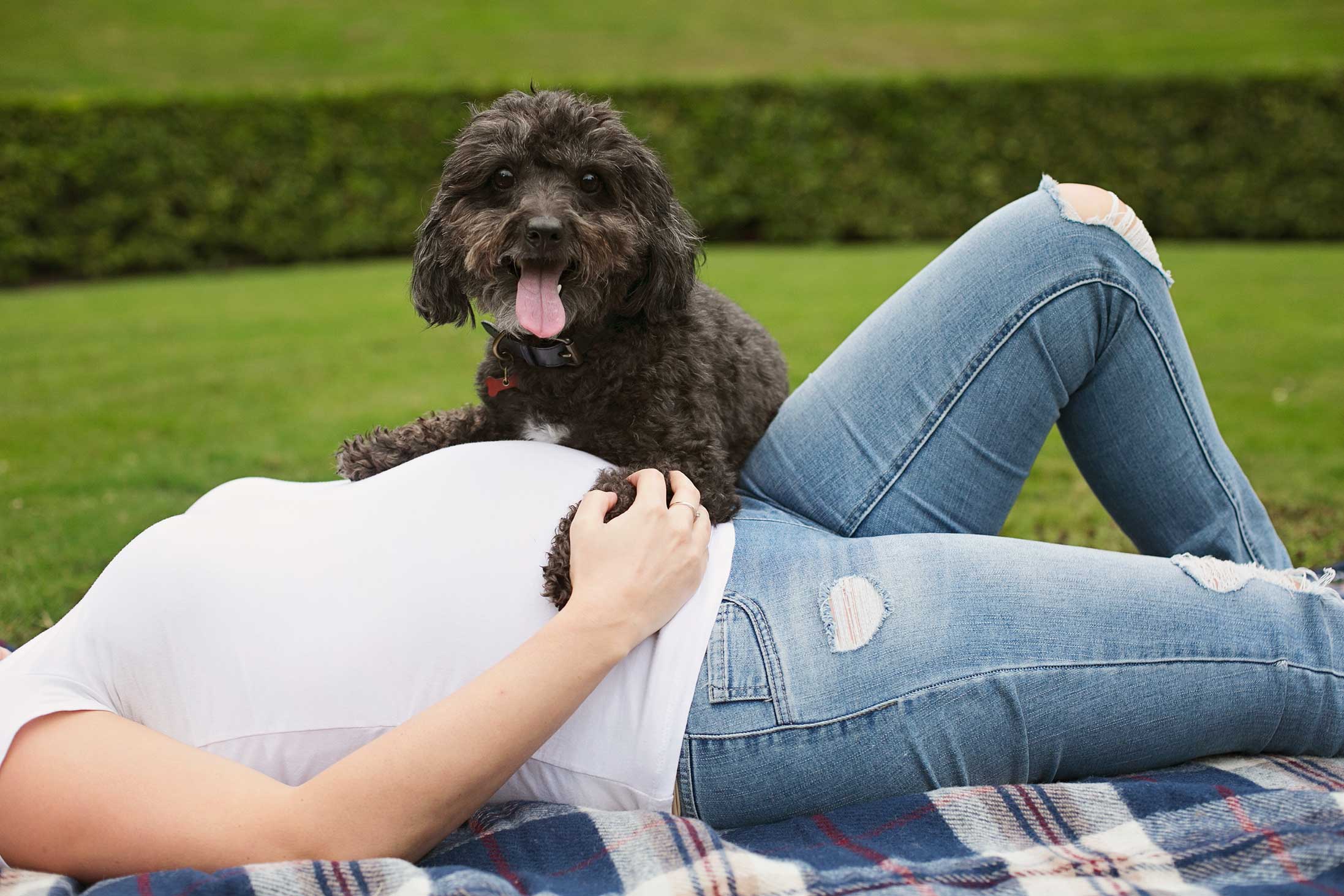 dog-pet-maternity-belly-park-grass